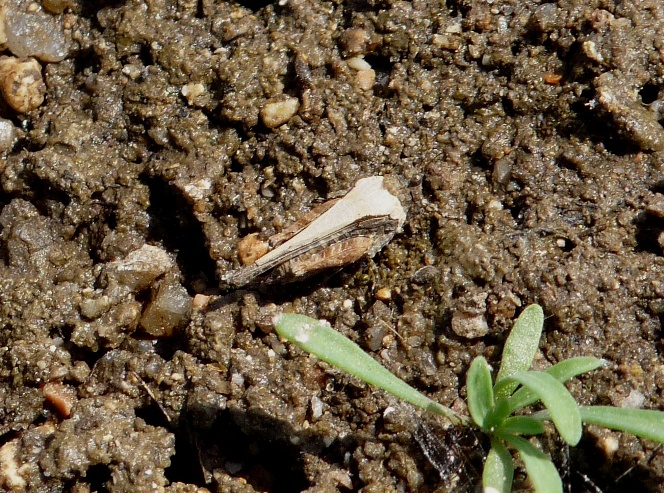 Minuscole cavallette in riva al fiume: Parat. meridionalis